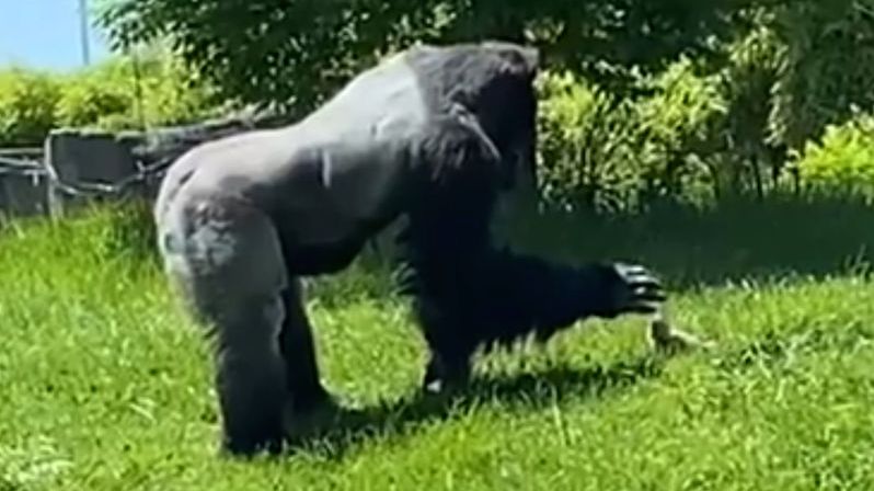 Gorila v zoo hladila sviště, návštěvníci se dojímali